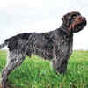 Wirehaired Pointing Griffon