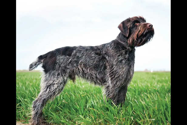Wirehaired Pointing Griffon