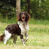 Small Munsterlander Pointer.