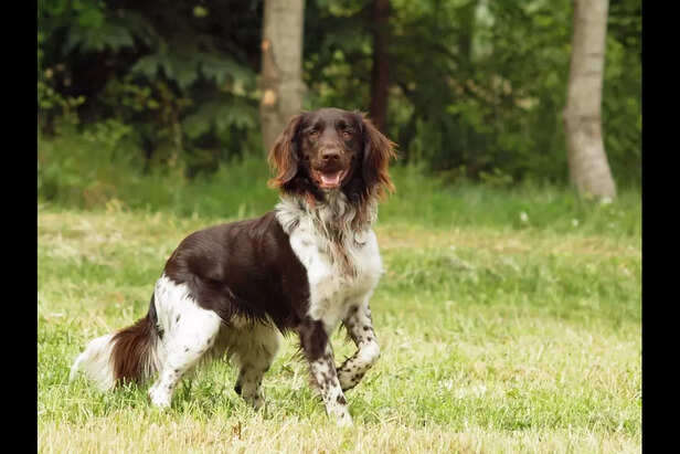 Small Munsterlander Pointer.