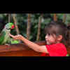 feeding to parrot