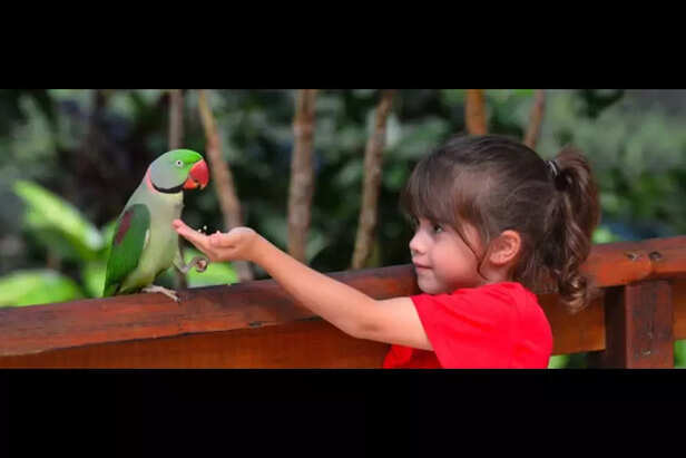 feeding to parrot