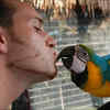 parrot