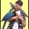 Parrot Wizard Babies