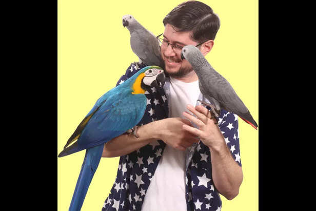 Parrot Wizard Babies