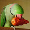 parrot eating veg