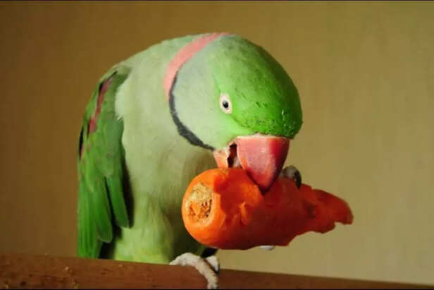 parrot eating veg