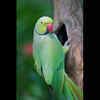 indian parrot