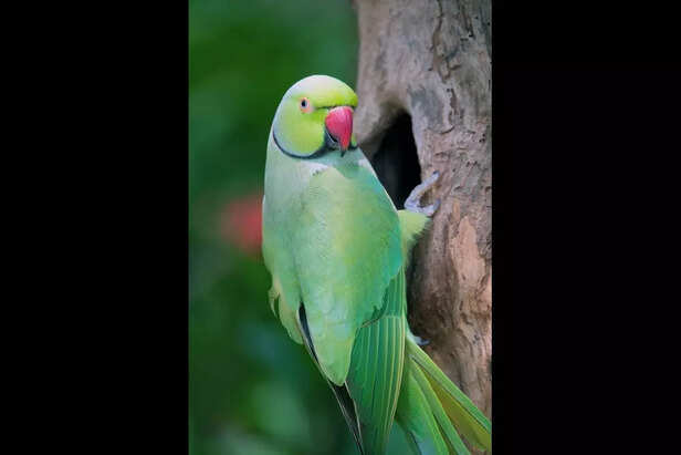 indian parrot