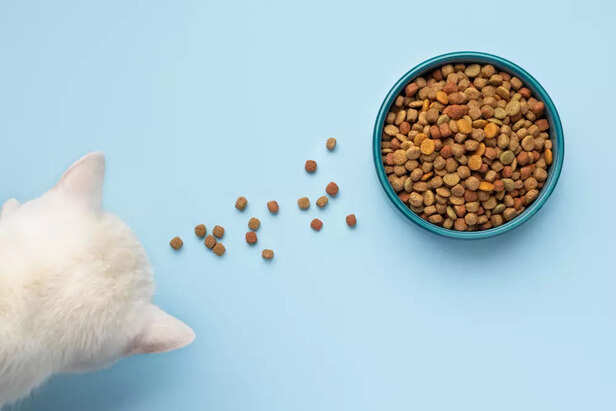 Dry Food for Cats: The Benefits