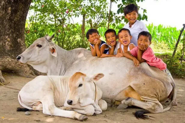 children playing with cow