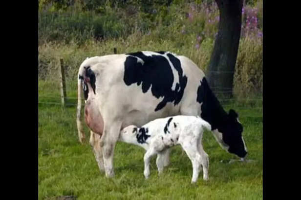 cow-calf