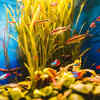 Why Water Circulation Matters for Aquarium Health