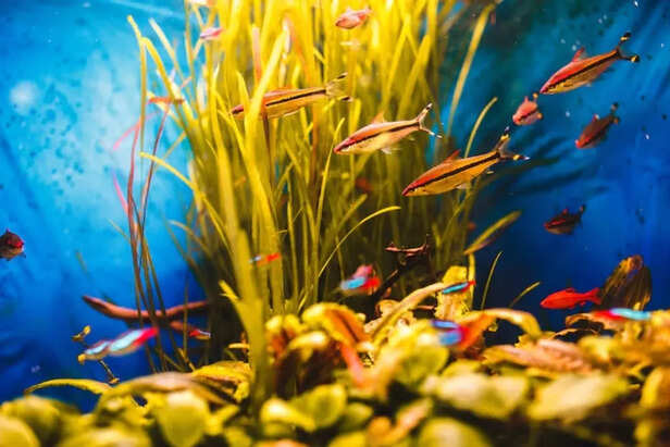 Why Water Circulation Matters for Aquarium Health