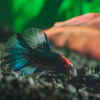 Keep Your Tank Alive with Good Water Flow