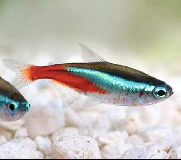 Neon Tetra