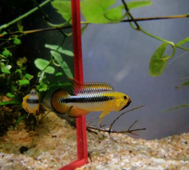 Apistogramma (Dwarf Cichlids)  picture credit: Instagram