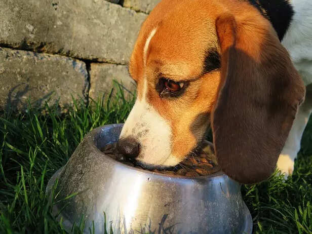 Superfoods That Work Wonders for Dogs