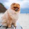 Jiffpom
