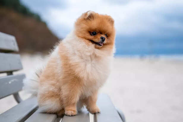 Jiffpom