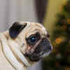 Doug the Pug