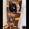 Venus the Two-Face Cat
