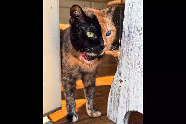 Venus the Two-Face Cat