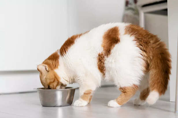 cat with their food