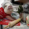 Hamlet the Piggy