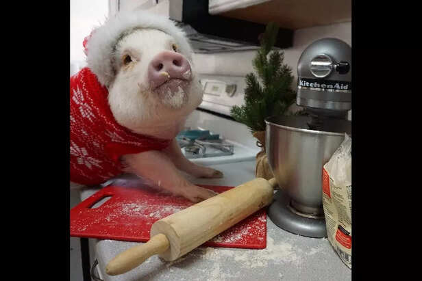 Hamlet the Piggy