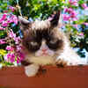 Grumpy Cat