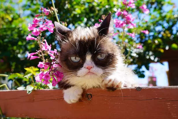 Grumpy Cat