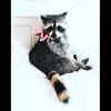 Pumpkin the Raccoon