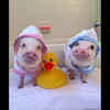 Prissy and Pop