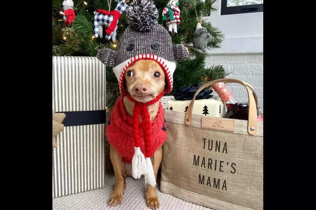 Tuna the Chiweenie
