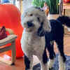 Bunny the Talking Dog