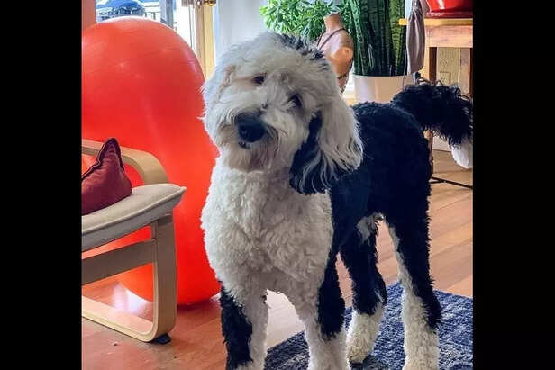 Bunny the Talking Dog