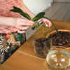 Avoid these safe house plants