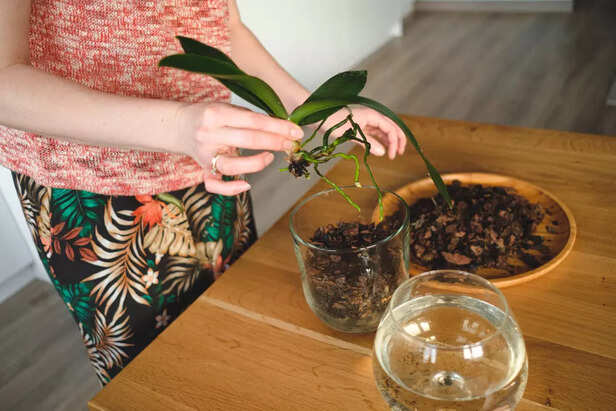 Avoid these safe house plants