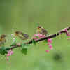 Bird-Friendly Plant Environment