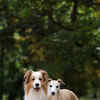 cute and confident dogs