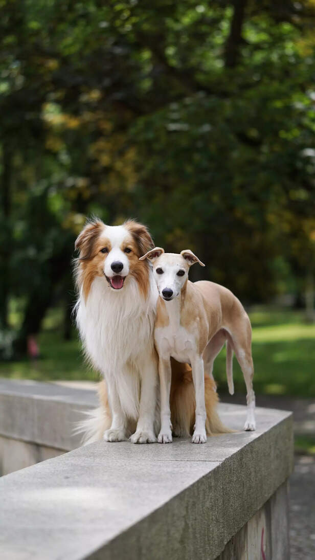 cute and confident dogs