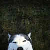 fun loving husky