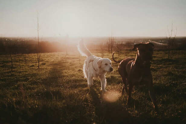 adventure loving pets