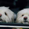 mode of travelling should be comfortable for the pets