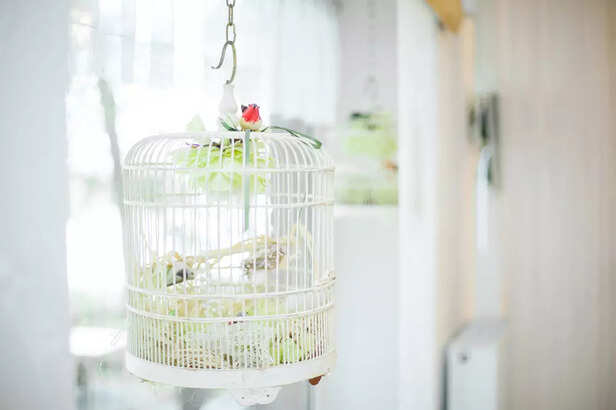 Enrichment-Friendly Aviary