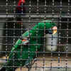 Parrots