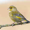Finches and Canaries