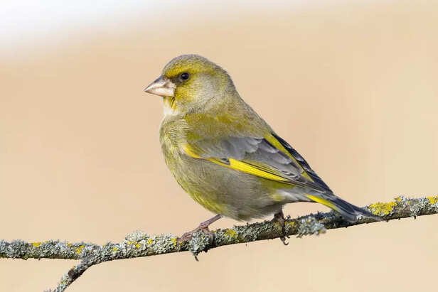 Finches and Canaries