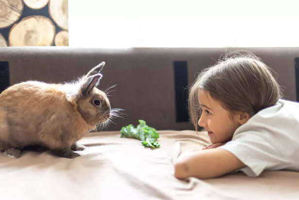 How to Keep Your Bunny Engaged and Happy